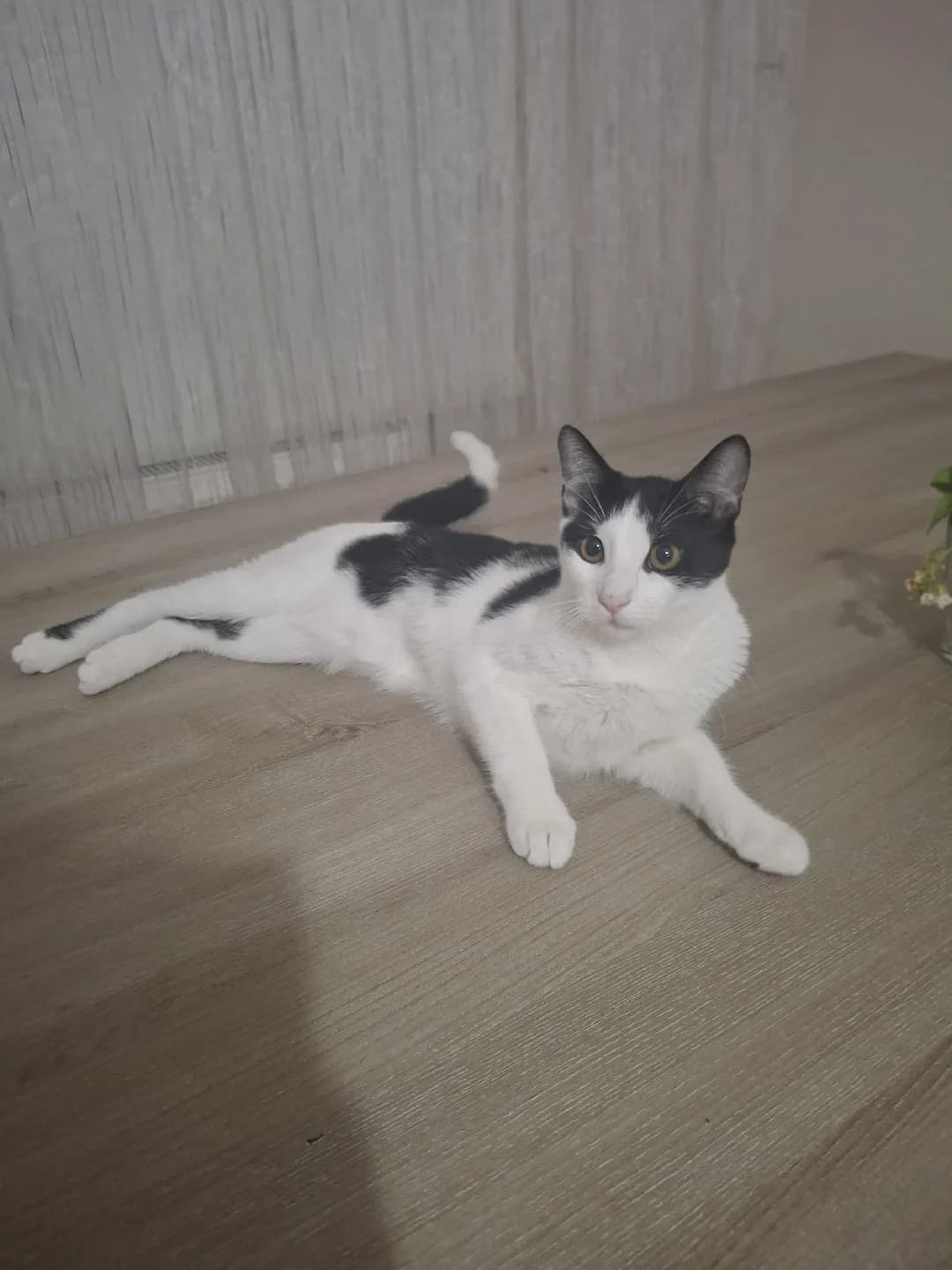 5 aylık yavru smokin Şeker