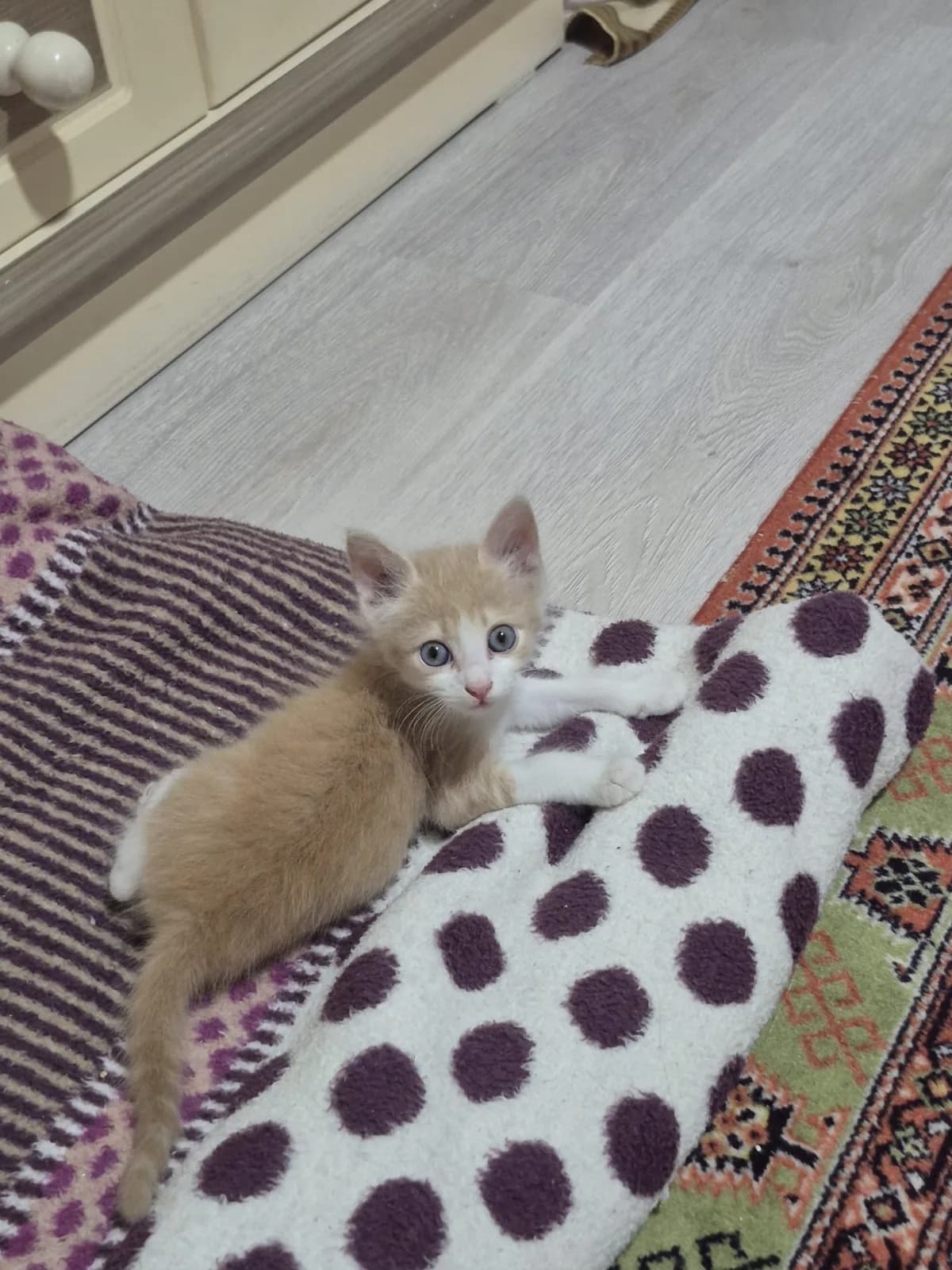 Oyunbaz çok tatlı yavru kedi yuva aranıyor