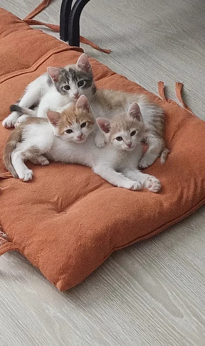 Yavru kedilere acil yuva arıyoruz🐾