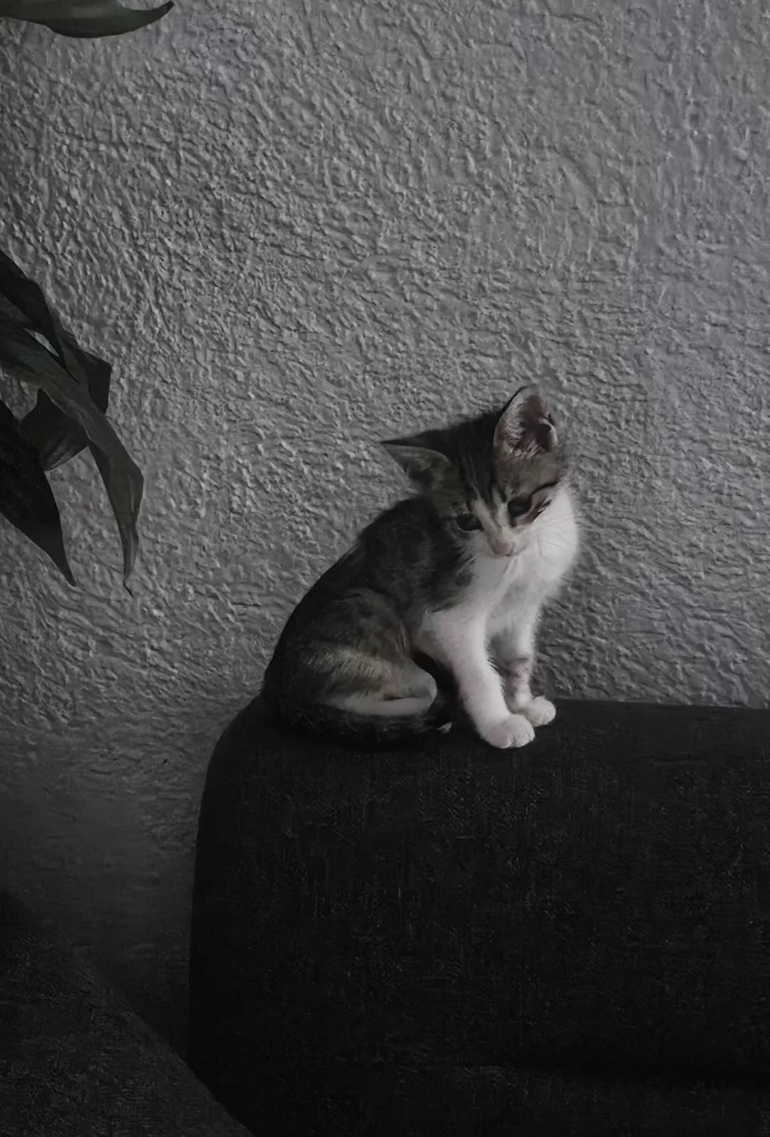 Kalıcı Aile Arıyor