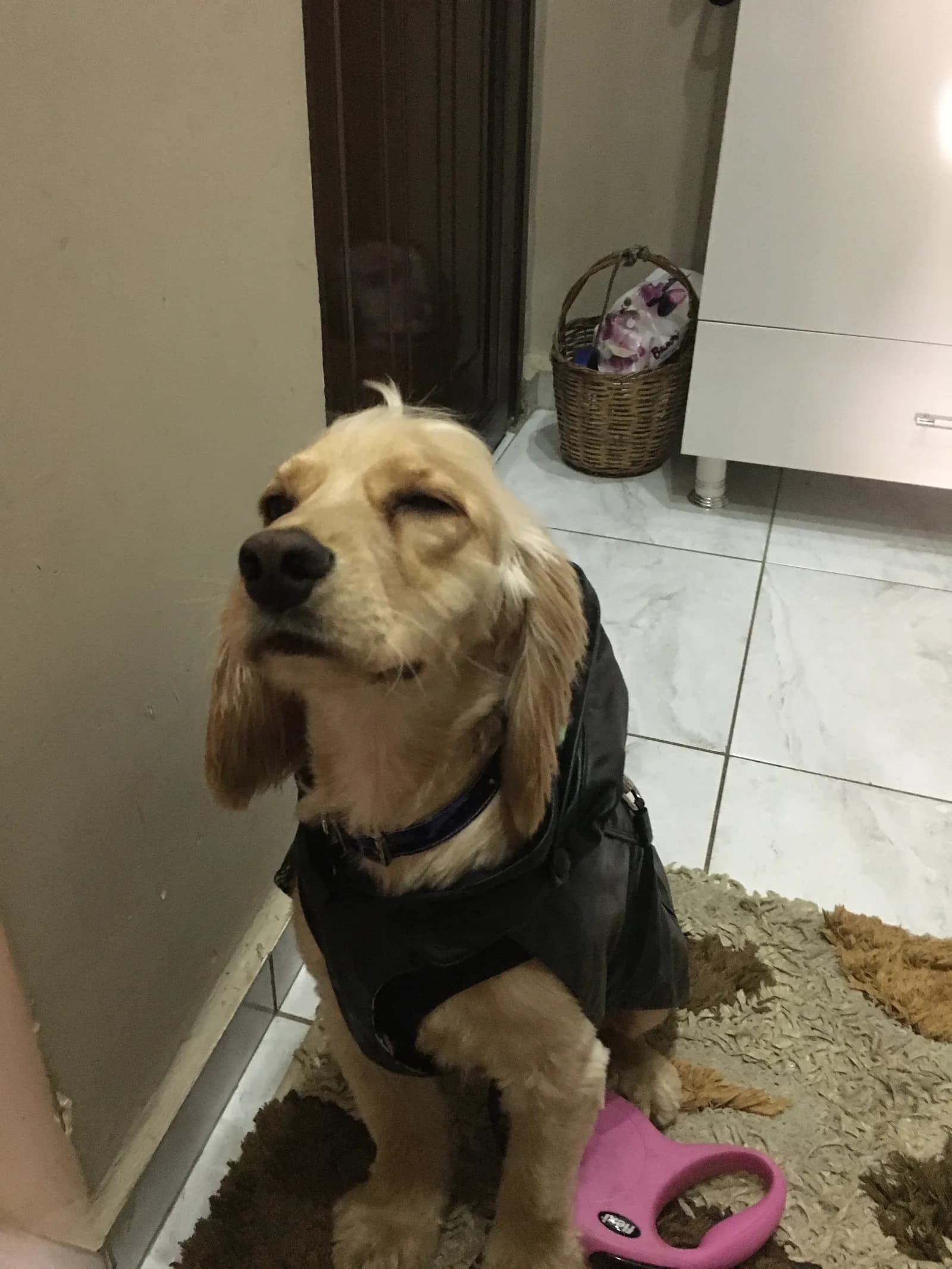 betoya yuva arıyoruz