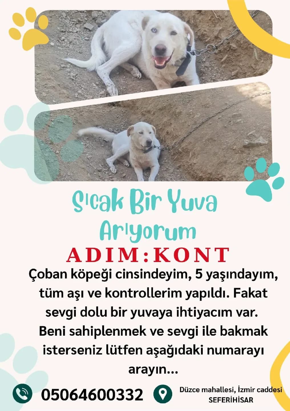 acıl yuva aranıyor