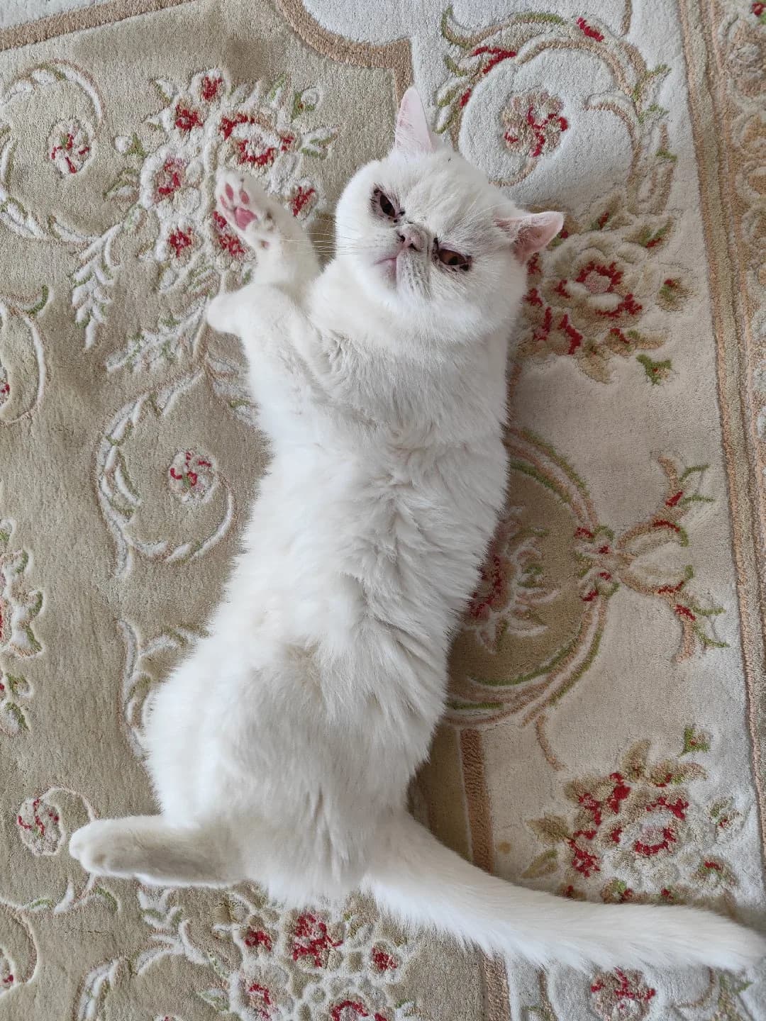 british short hair cinsi kedi