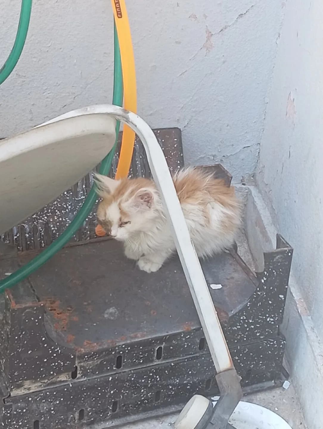 Elazığ acil yuva