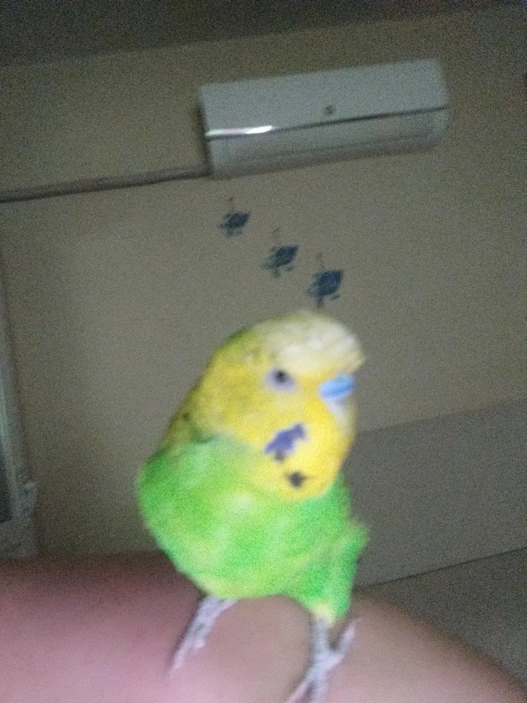 Sahiplendirme