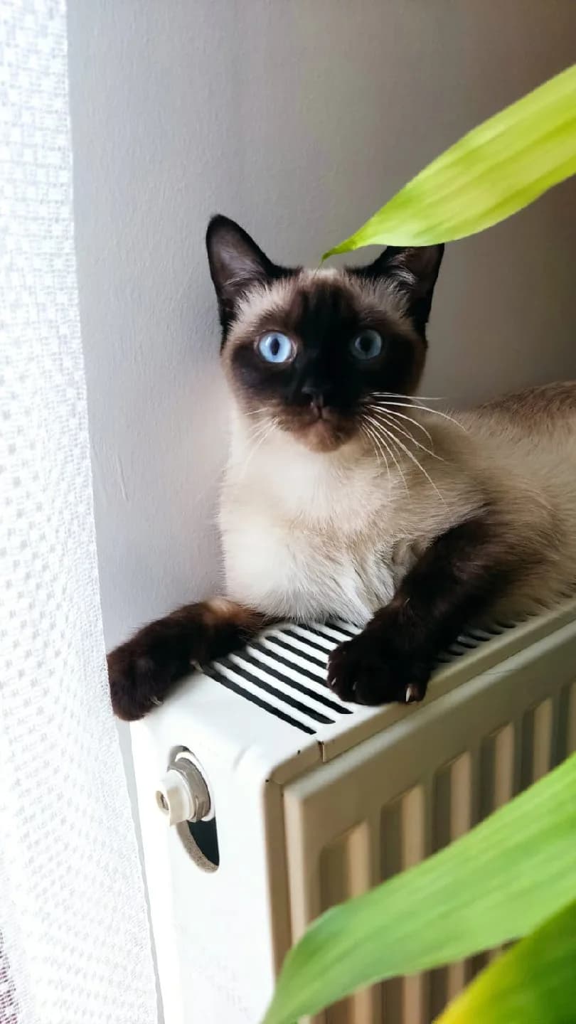 Acil yuva arıyoruz