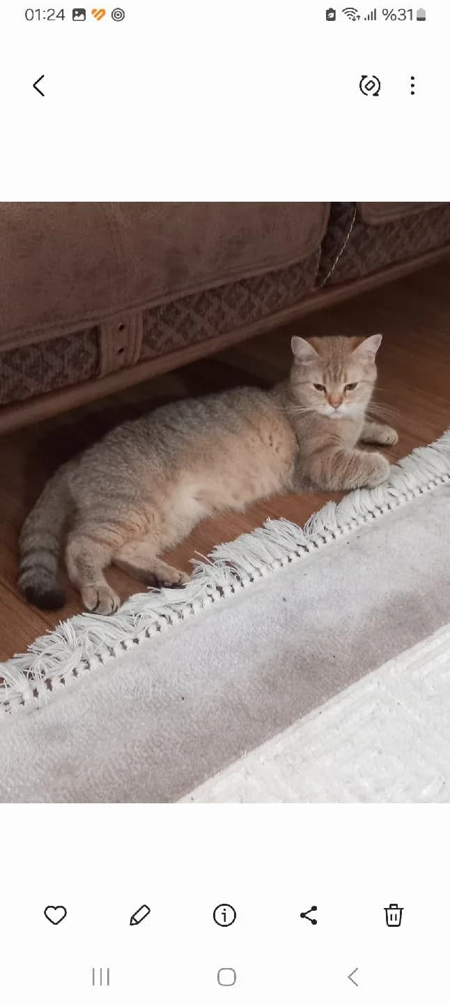 sahiplendirmek istiyoruz