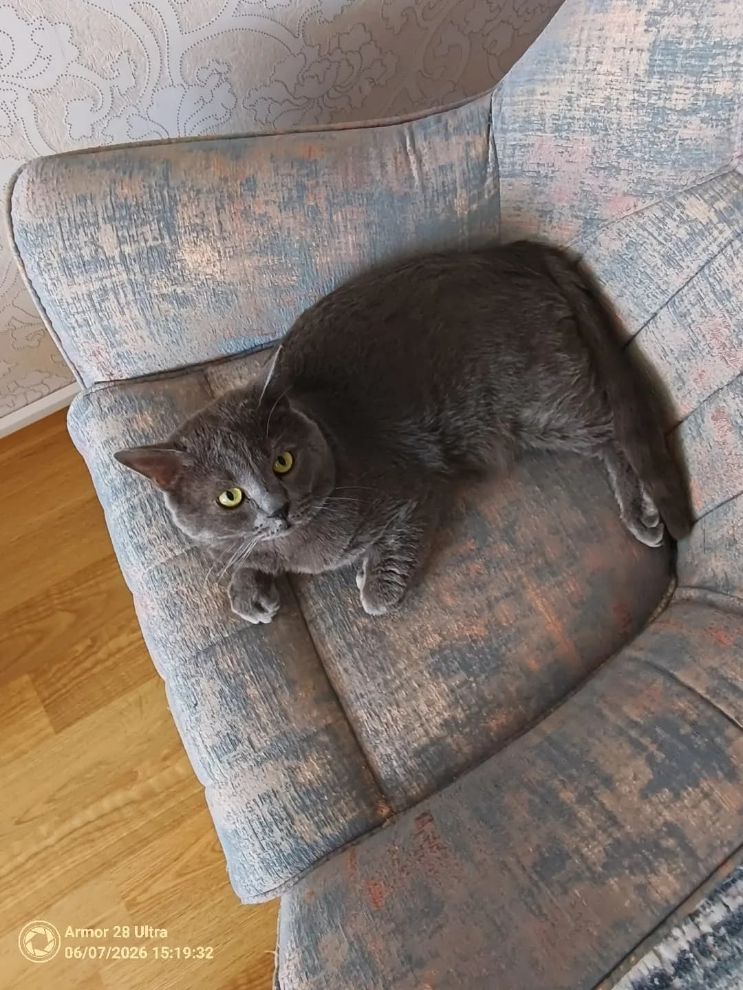 British shorthair kısırlaştirilmamış 2 yaş Erkek