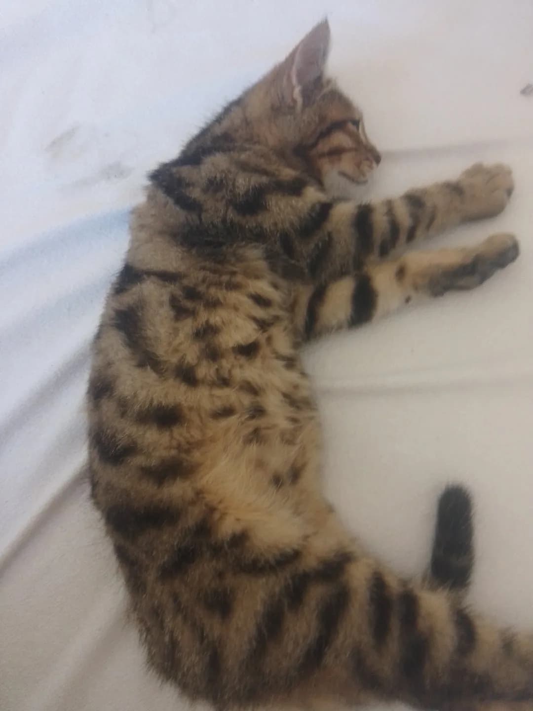 Tarçınıma yeni yuva