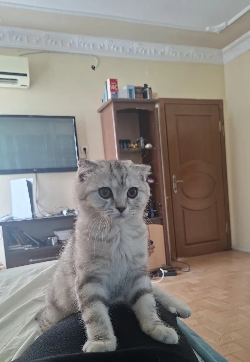 Sahiplendirmek istiyoruz