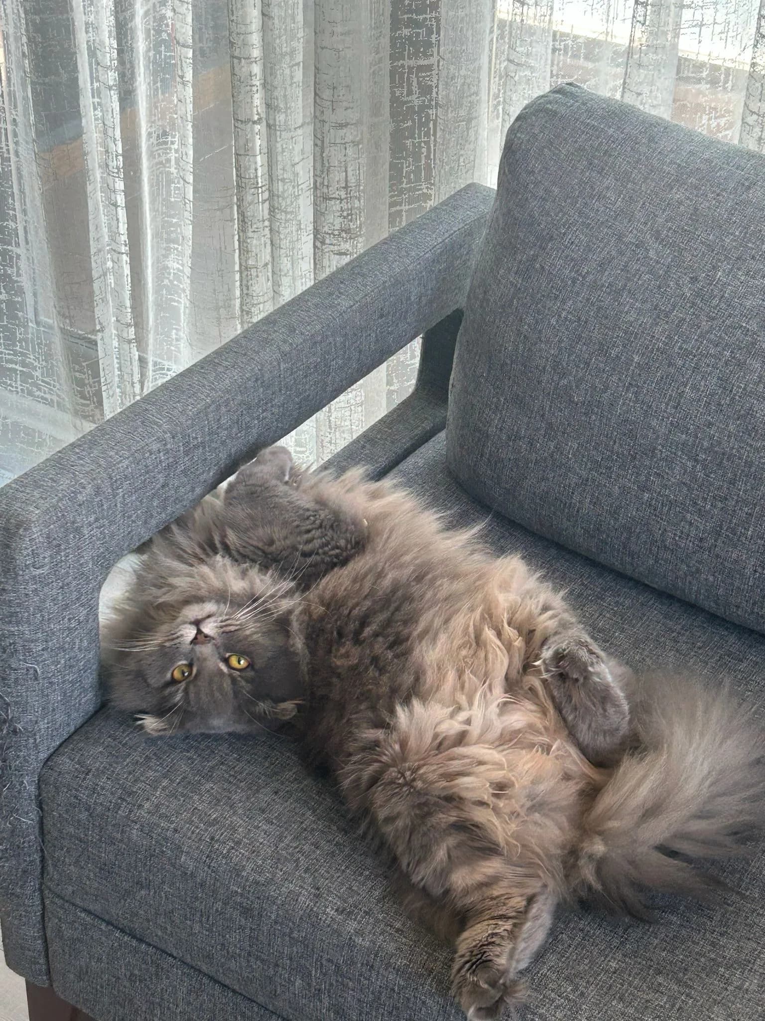 Alerji nedeniyle sahiplendirmek zorunda kaldık, ilgilenen kişilerin ulaşmasını rica ederiz.