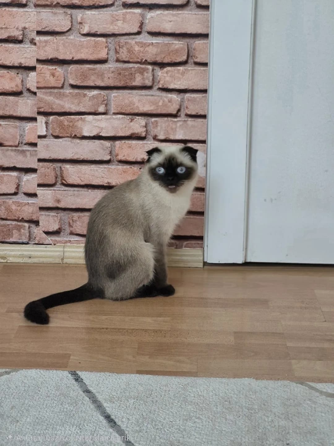 Scottish Fold