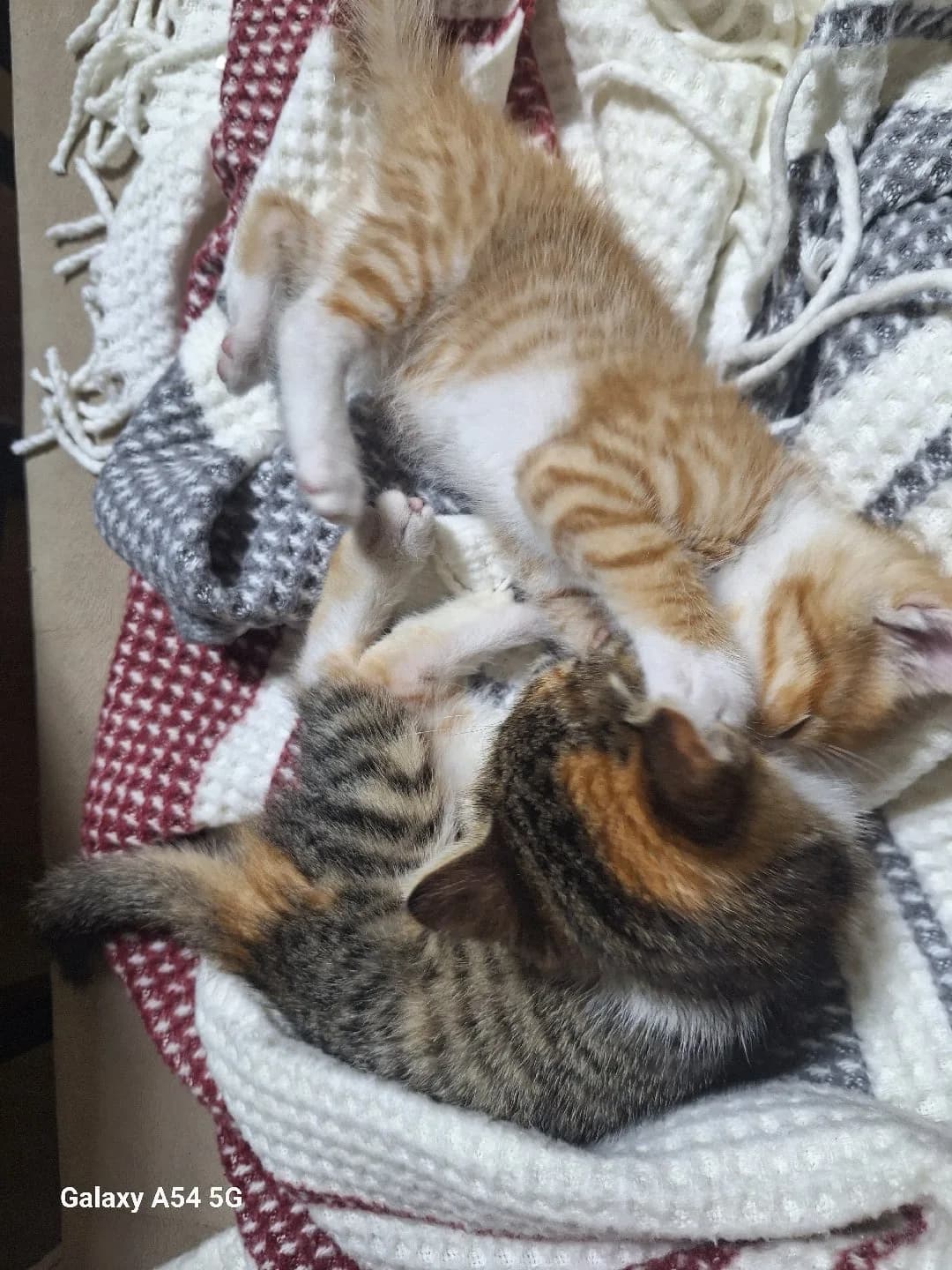 dunya tatlisi minikler