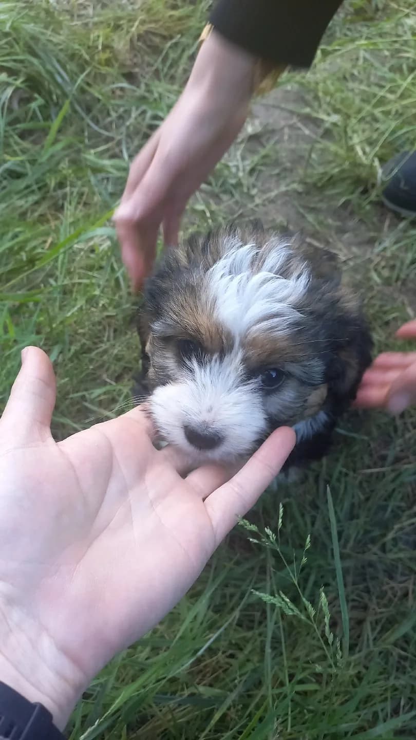 köpek maltipo+şivava