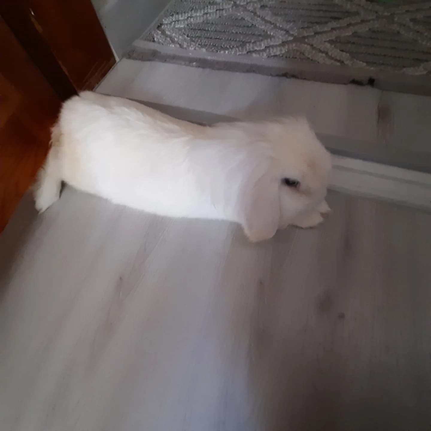 tavşan sahiplendirme