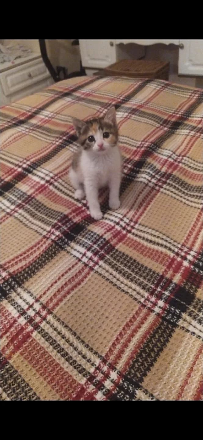 yavru kedi acil sahiplendirme