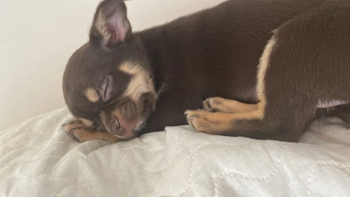 0.3 aylık yavru chihuahua