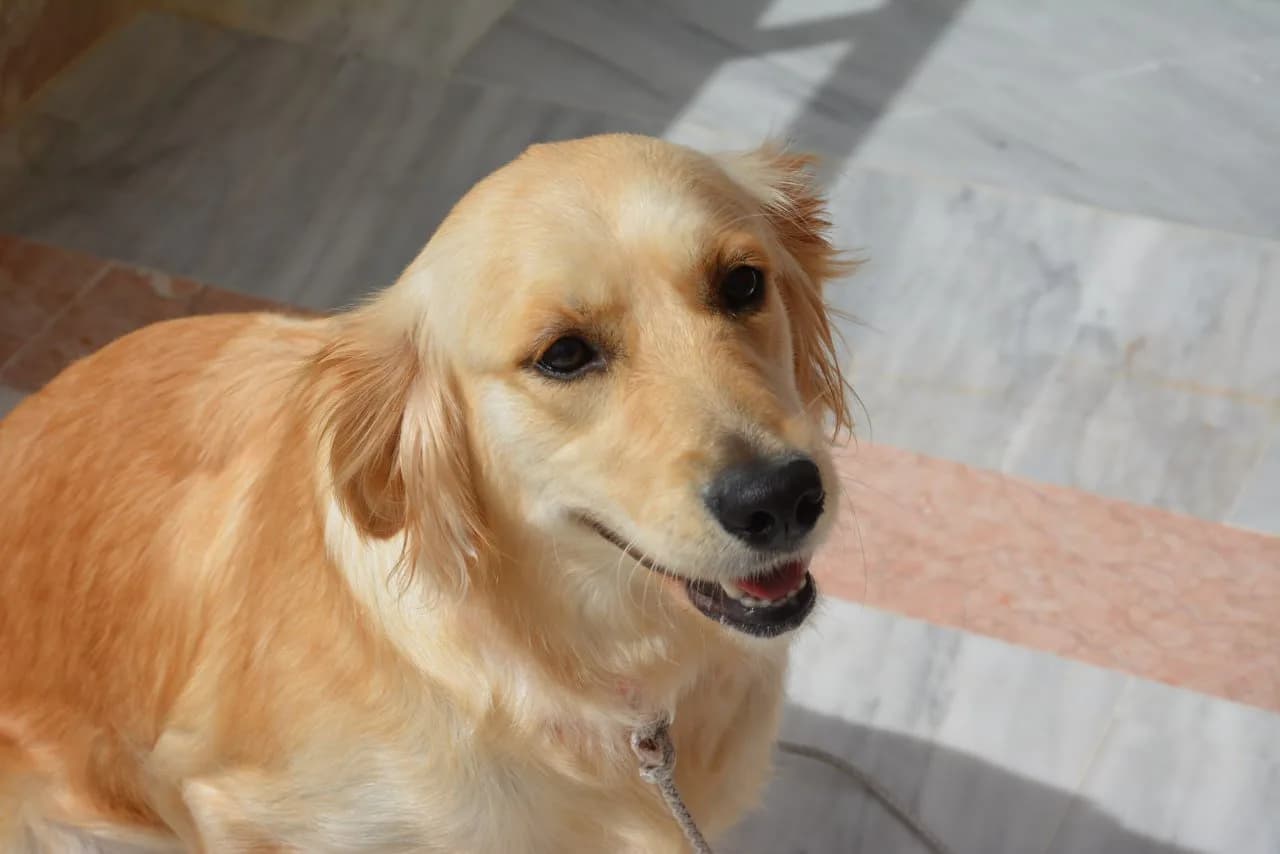 AŞILI, KISIRLAŞTIRILMIŞ GOLDEN