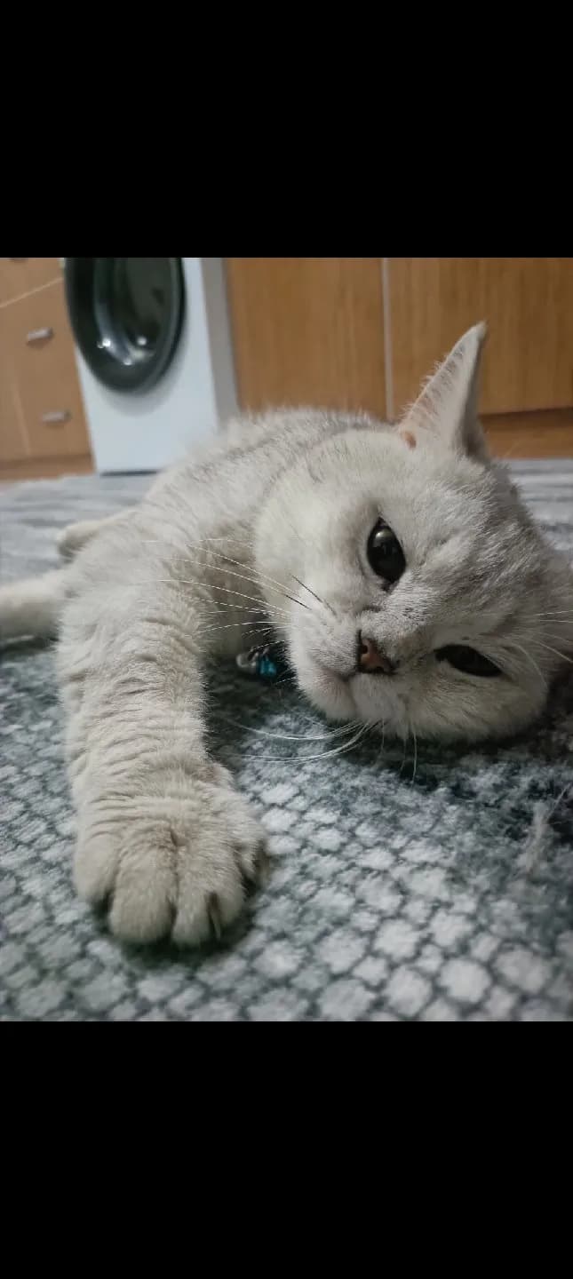 yeni sahibini bekliyor