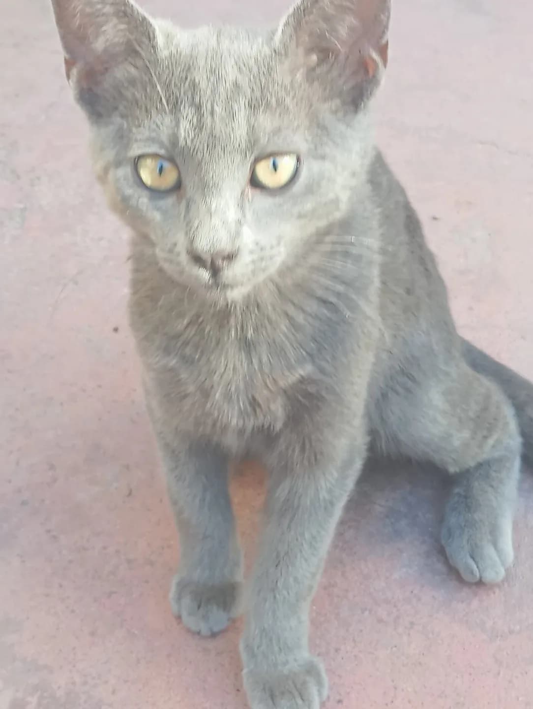 ÜCRETSİZ KEDİ SAHİPLENME