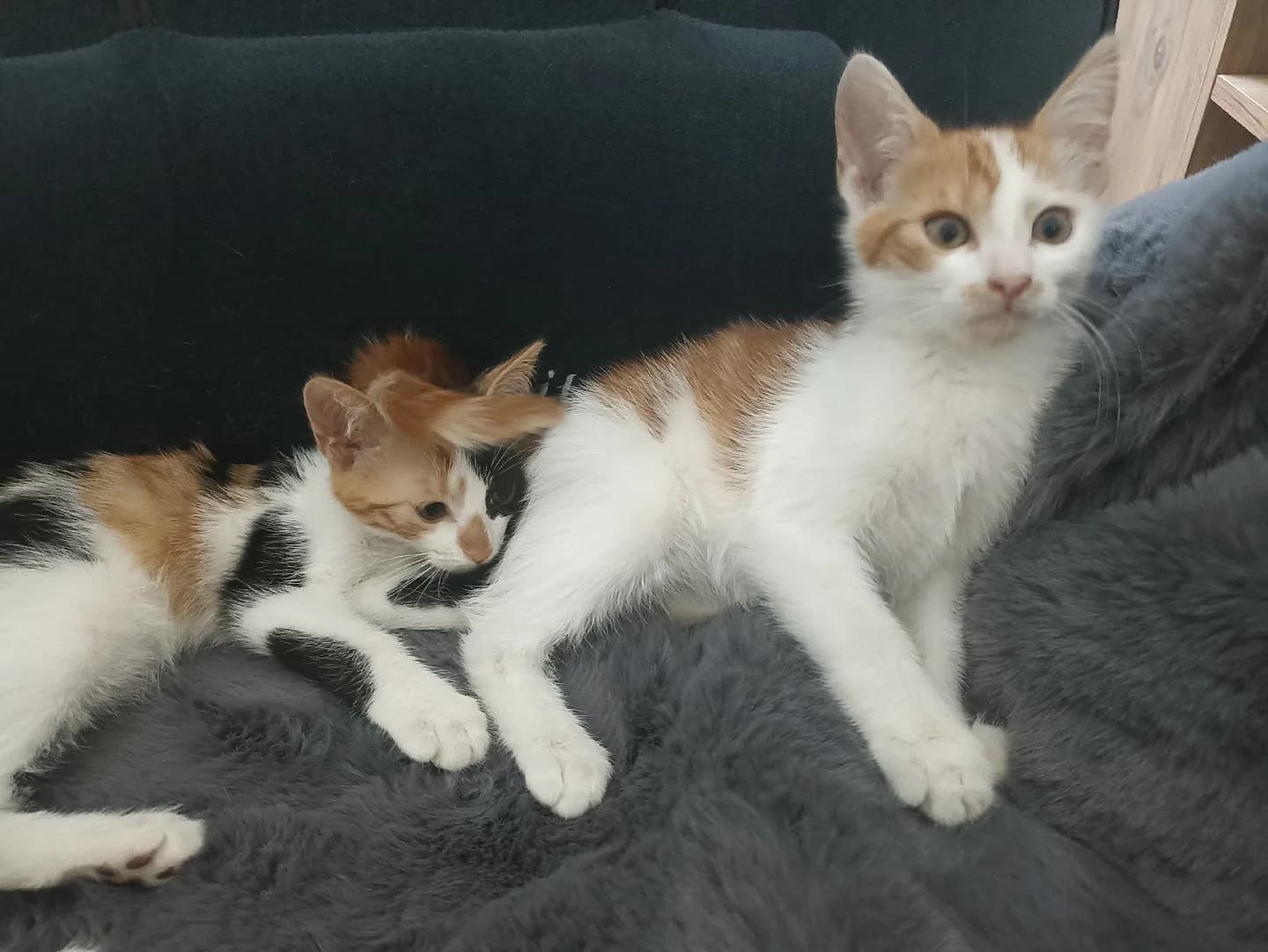 kardeş kediler