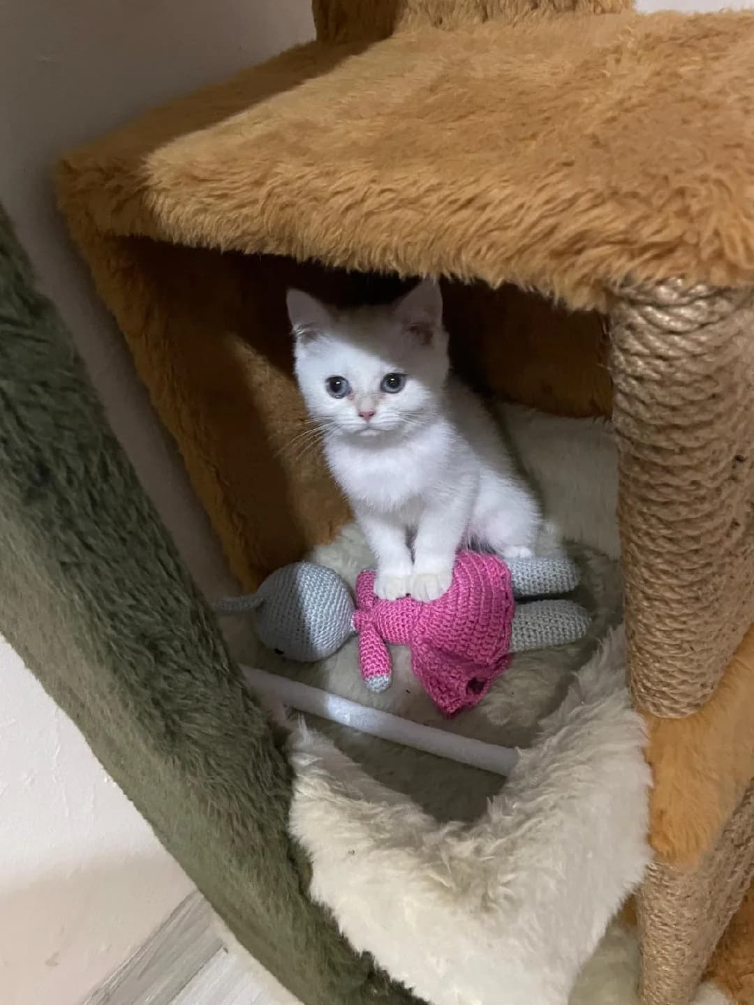 Point Kedi