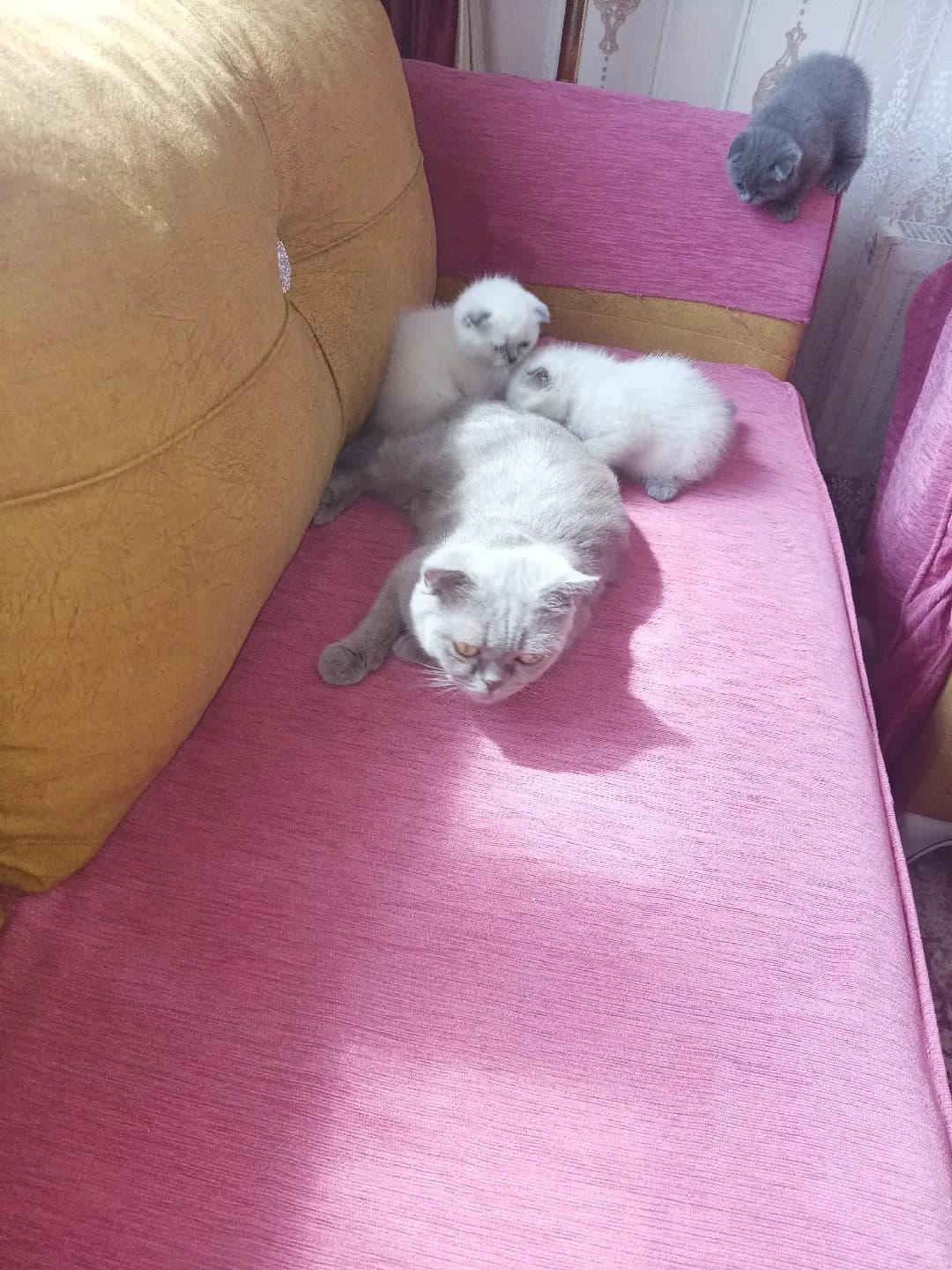 scottish fold