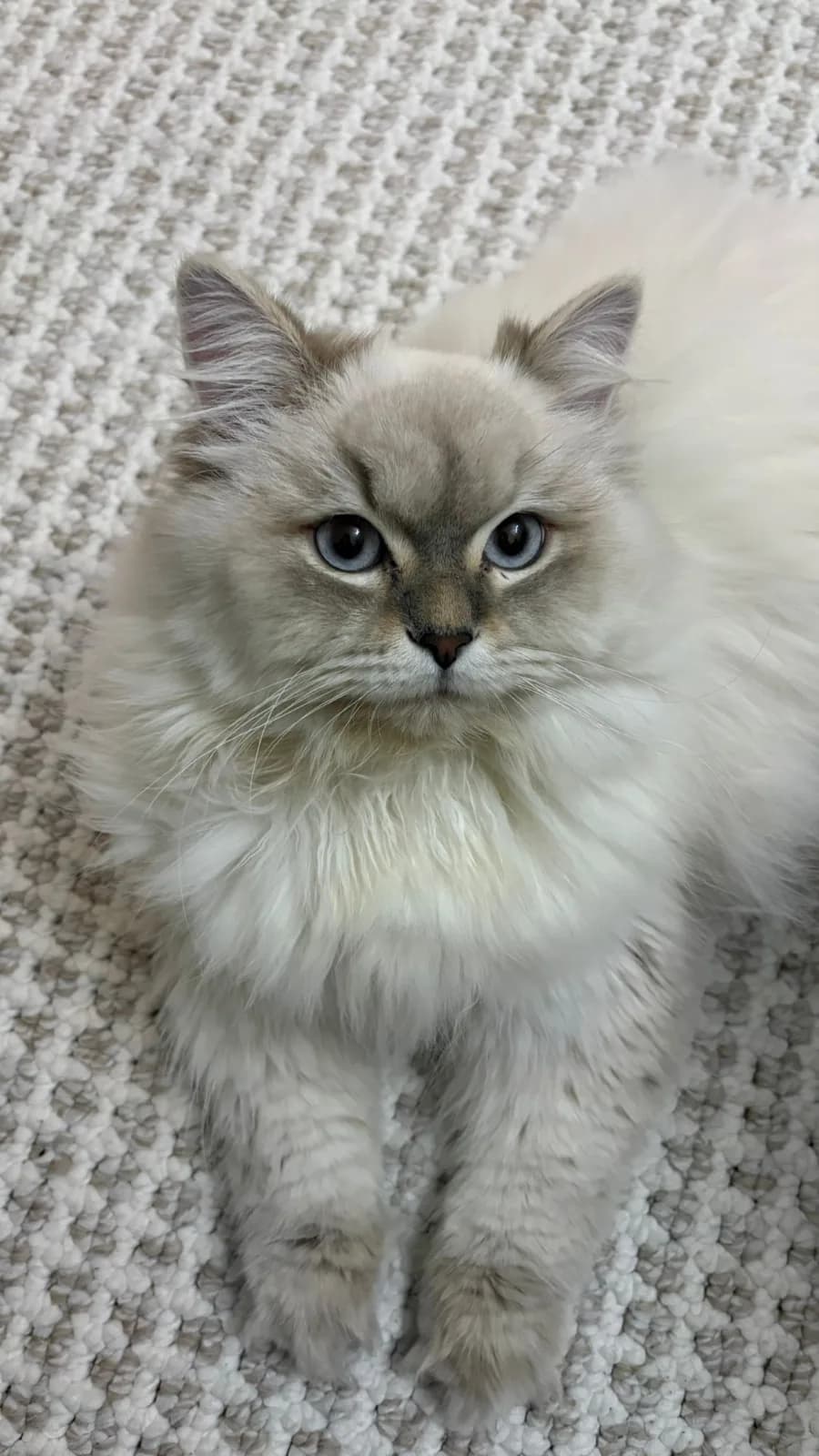 RAGDOLL KIRMASI YAKIŞIKLI OĞLUM