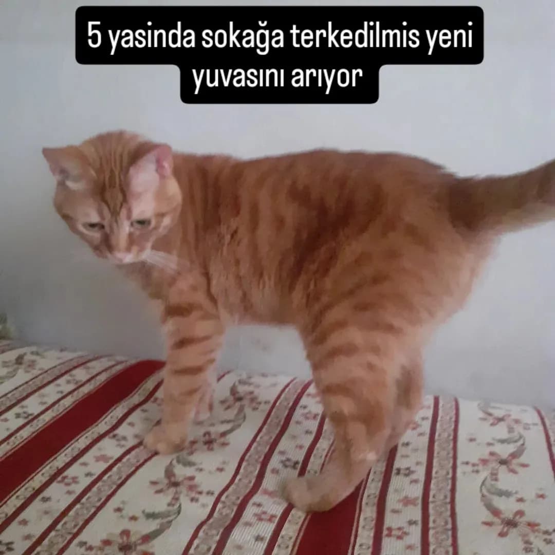 Sokaga Terkedilmiş Sarman kedi acil yuva araniyor