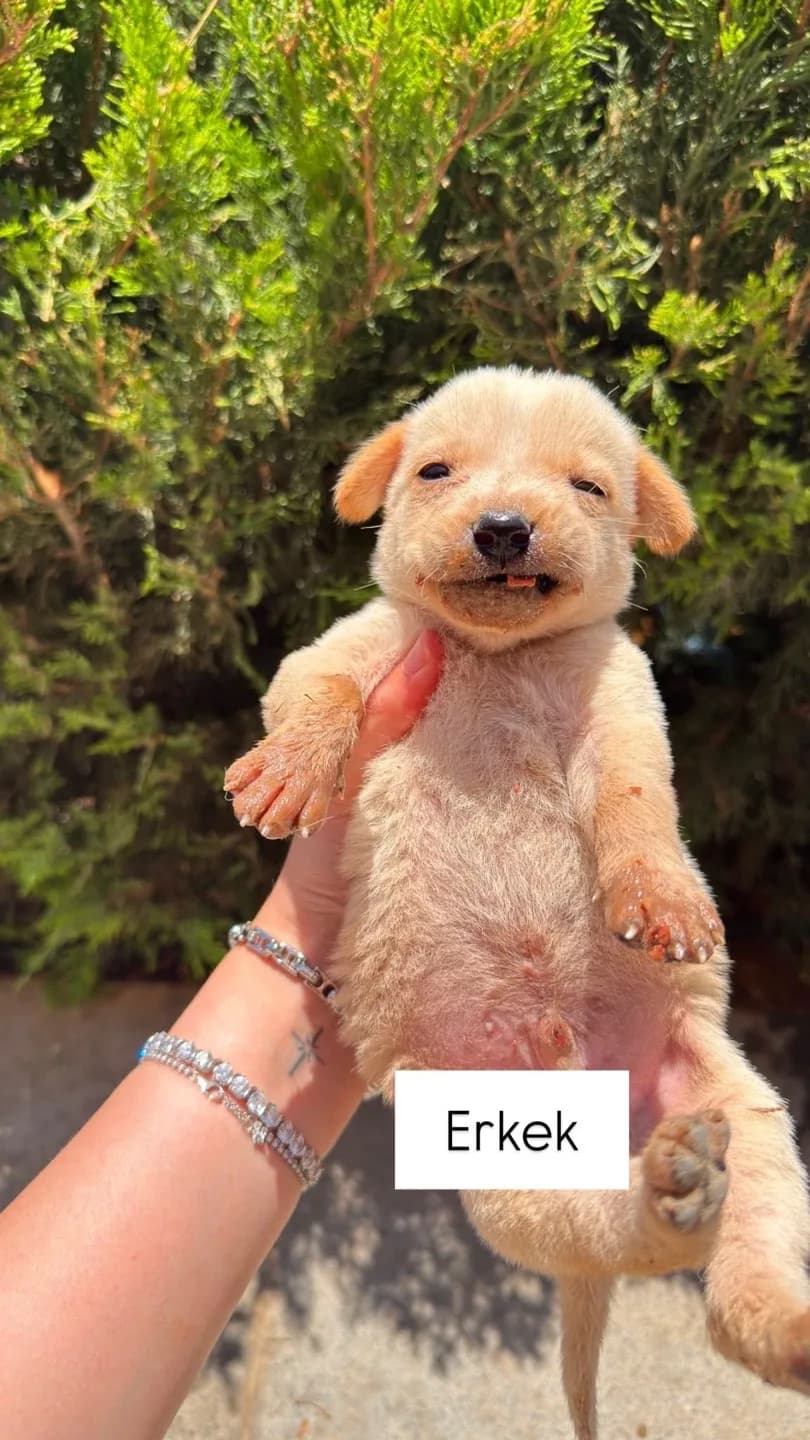 baba golden anne sokak köpeği