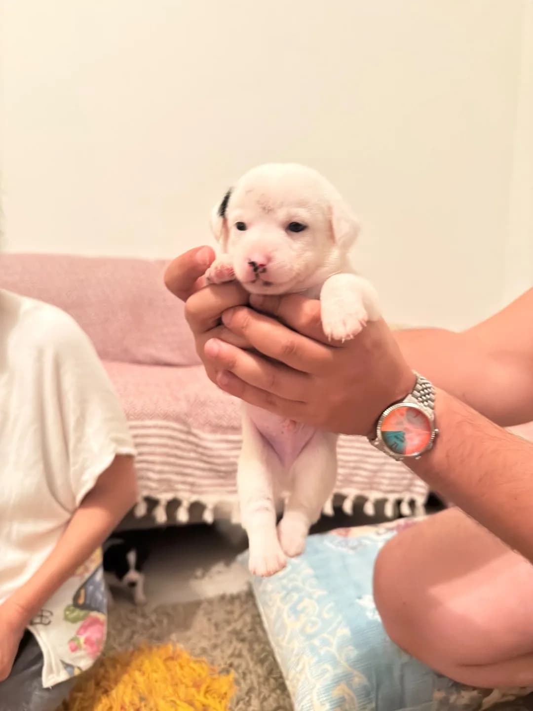 yavru köpek