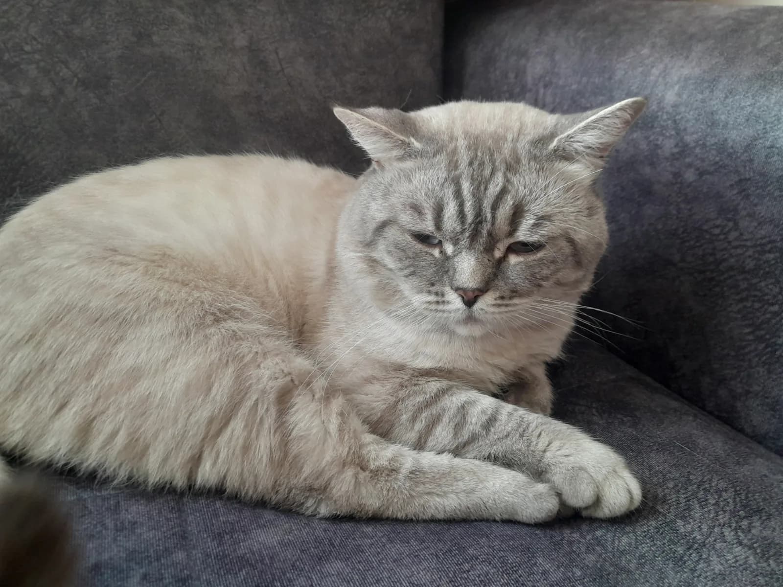 British shorthair