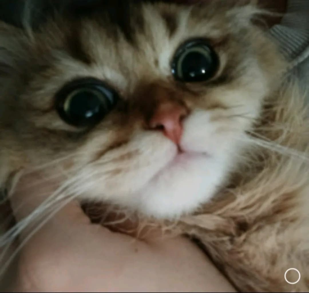 british kedi
