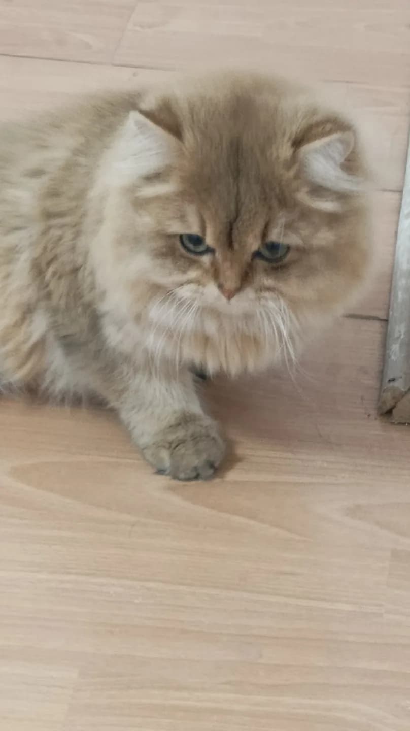 british kedi