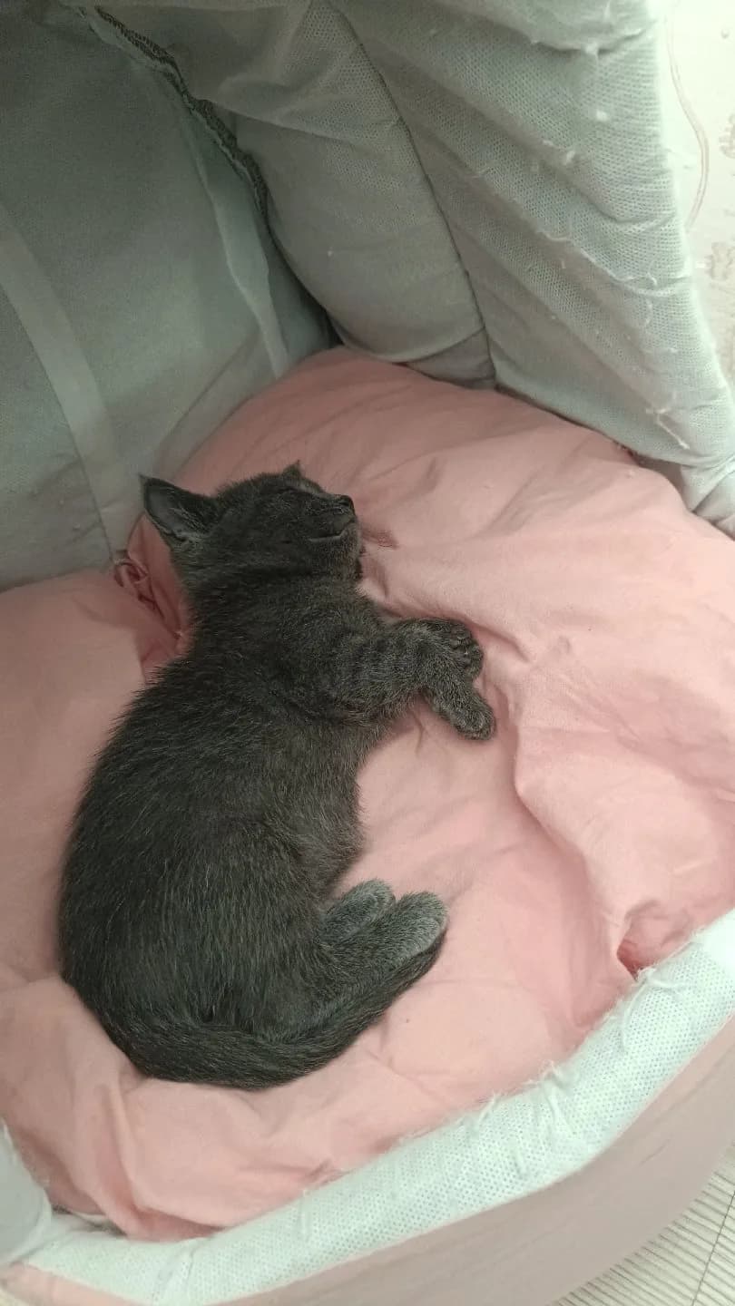 British 2 aylık dişi kedi yeni bir yuva arıyor