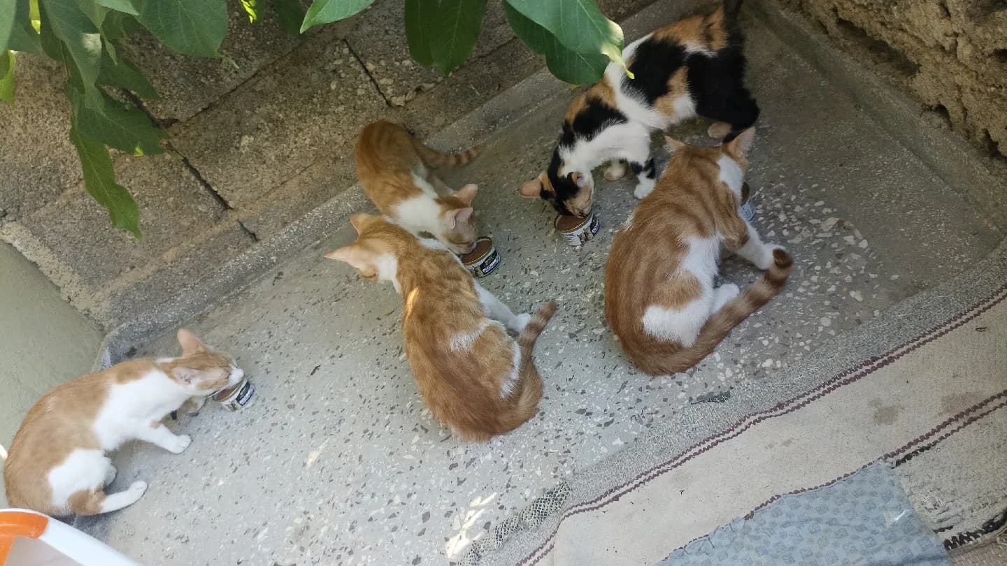 Yavru Kedi Sahiplendirme