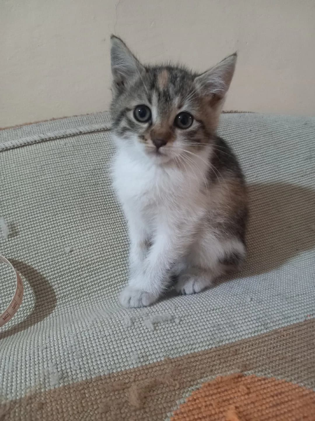 acil yavru kedi sahiplenme