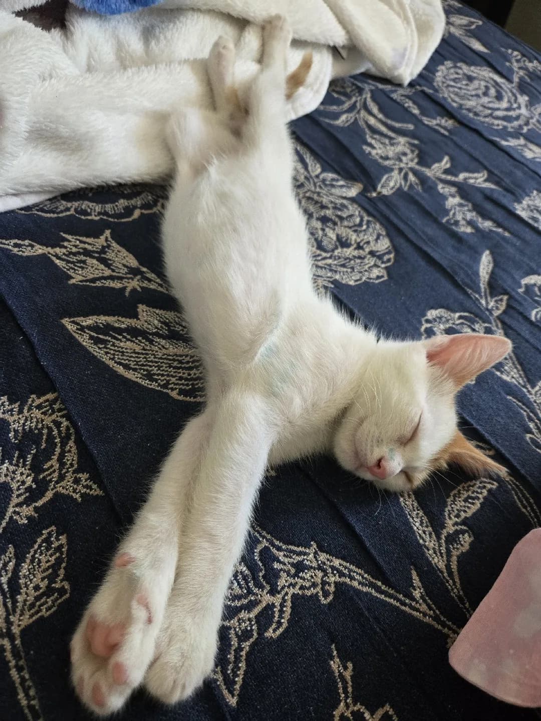 Yavru Kedi