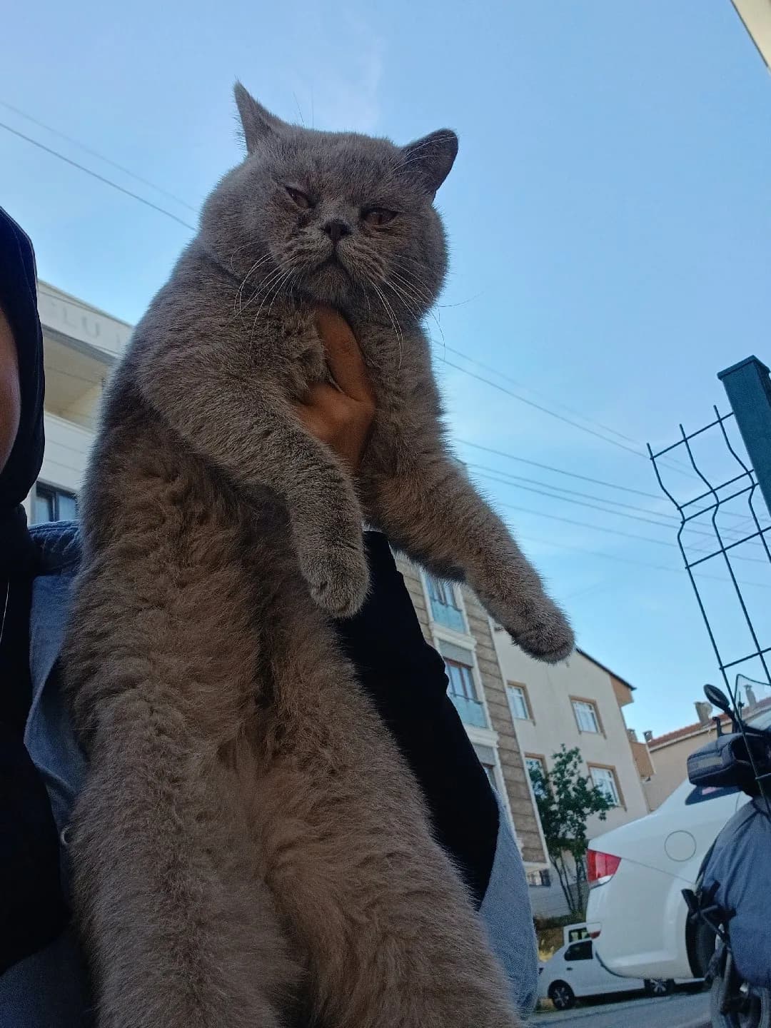 scottish fold dumana acil yuva arıyoruz