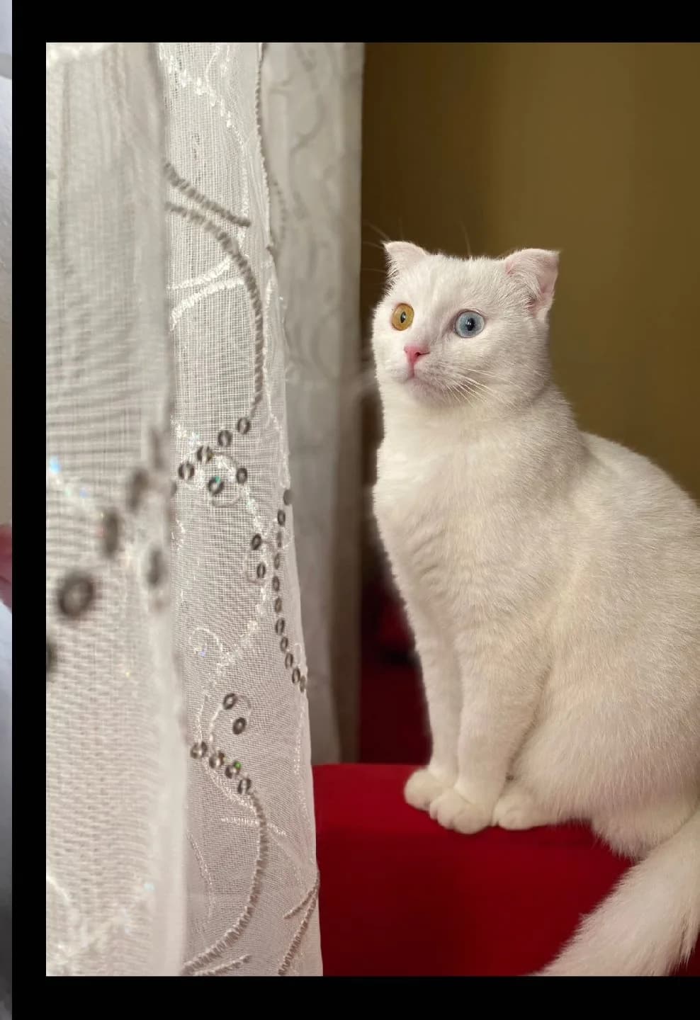 Beyaz kedi