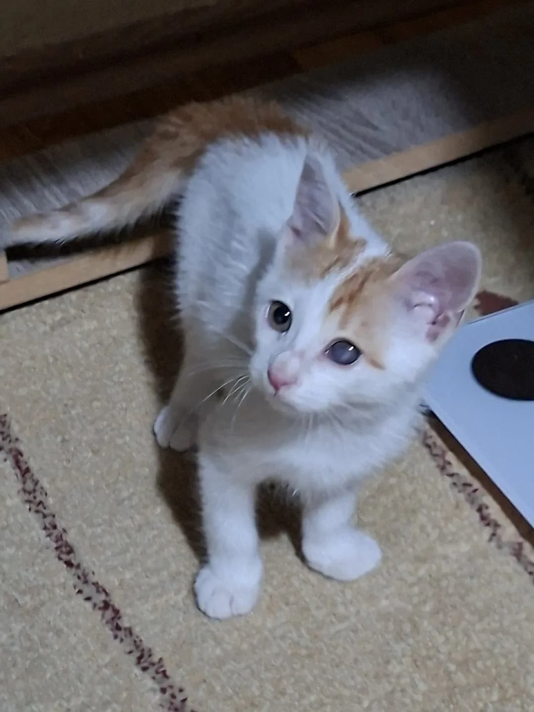 yavru kedi sahiplendirme