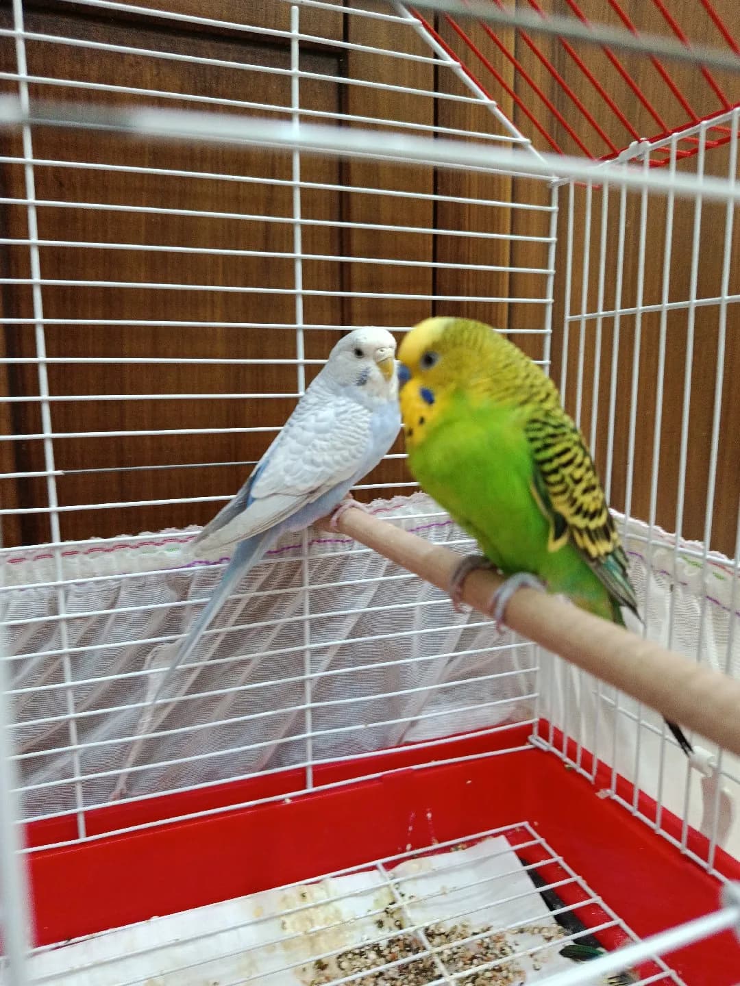 Bu güzel çifte yeni yuva arıyoruz.🤗