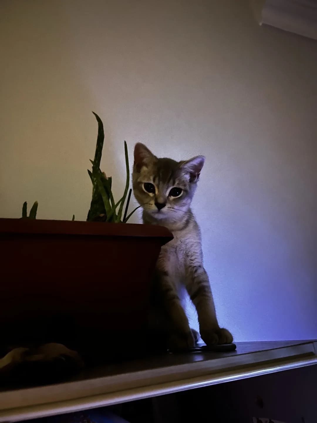 British shorthair
