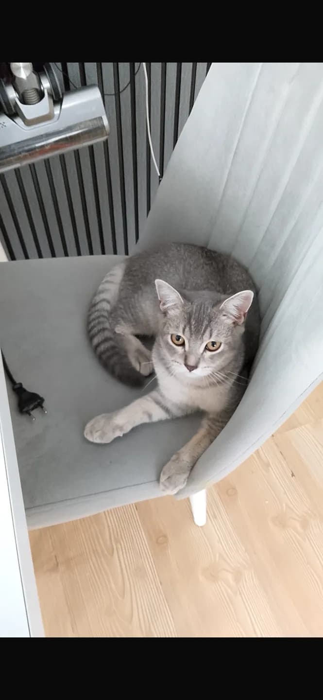 British shorthair