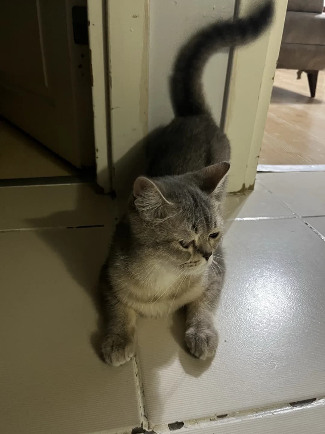 British shorthair