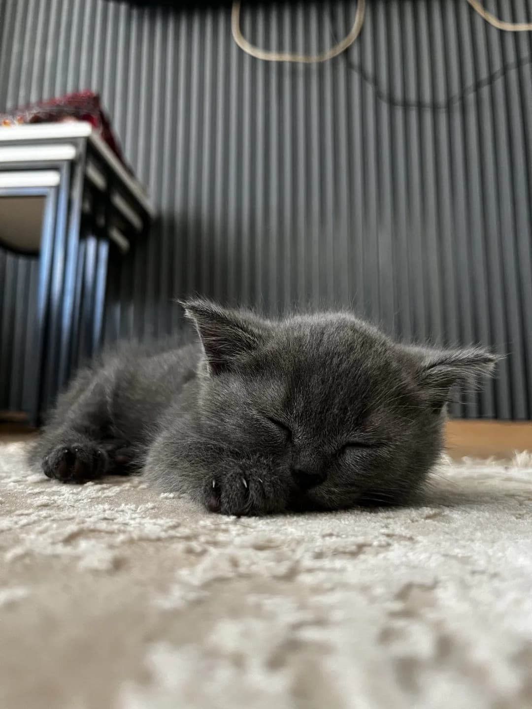 British shorthair