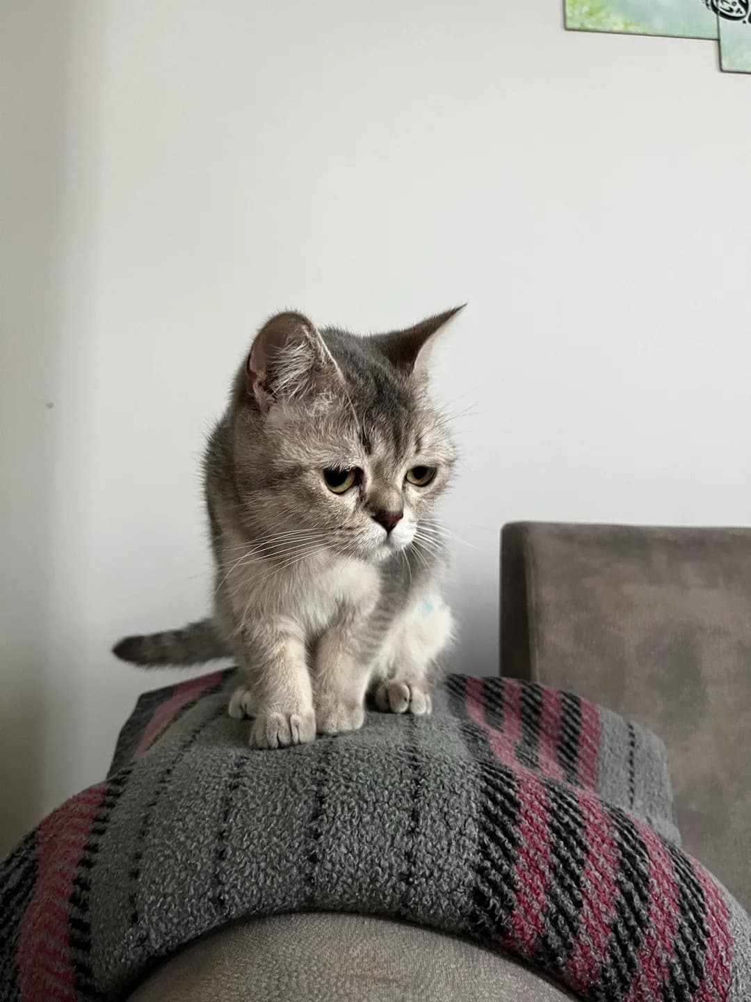 British shorthair