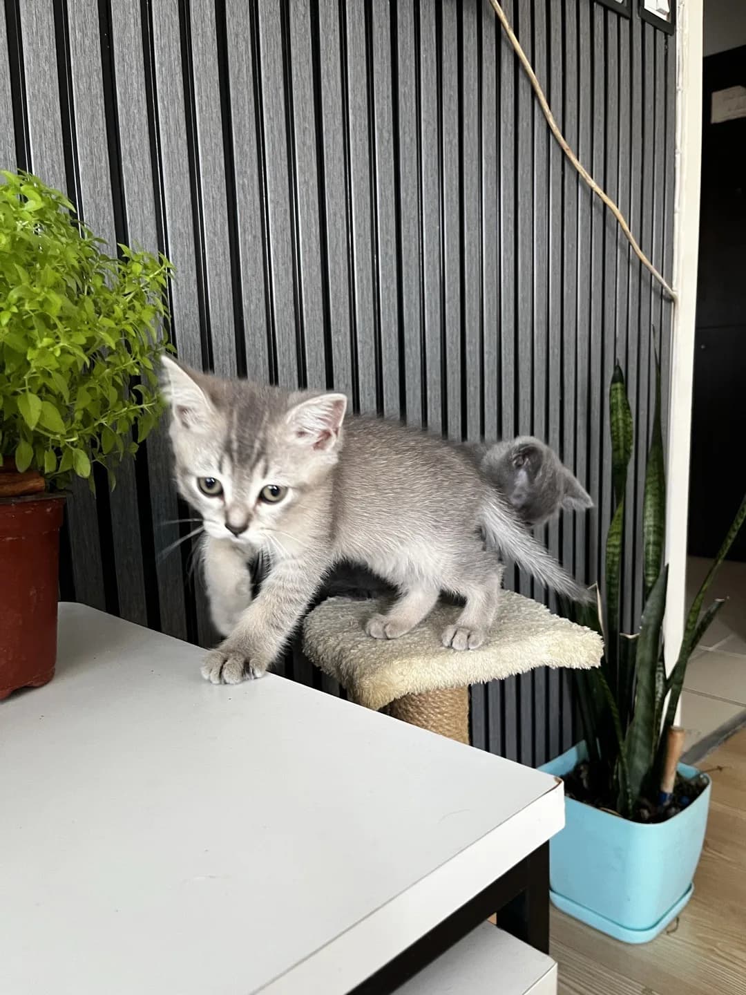 kedi sahiplendirme
