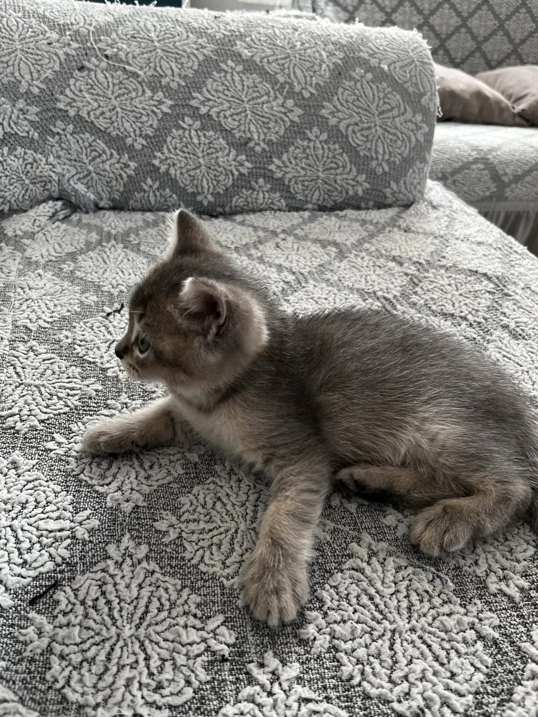 British shorthair