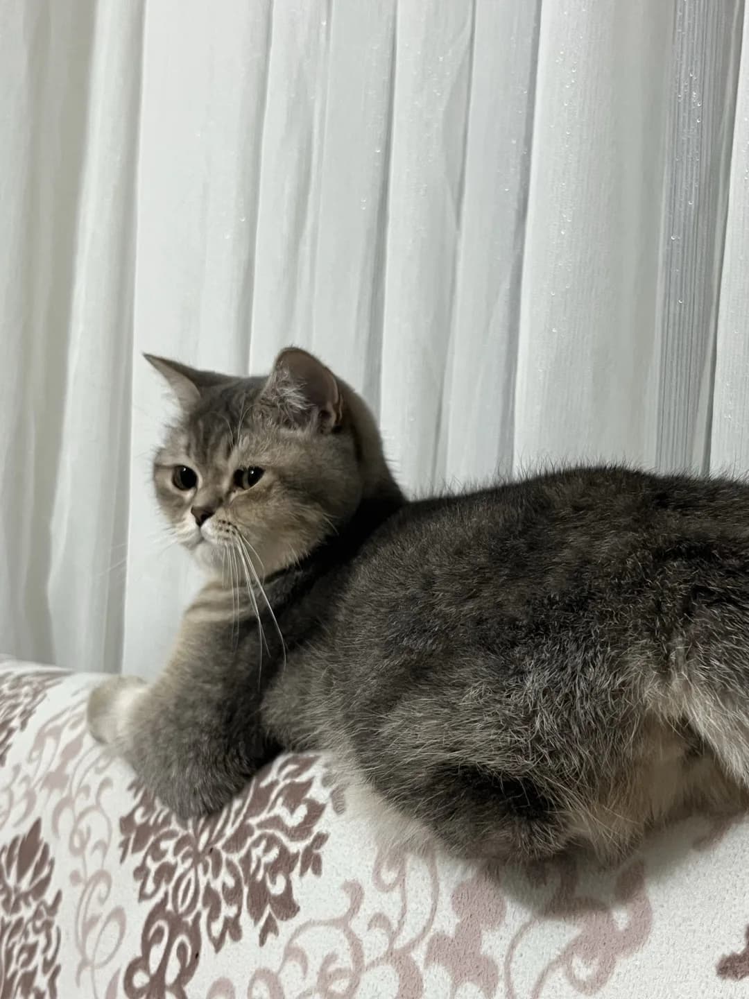 British shorthair